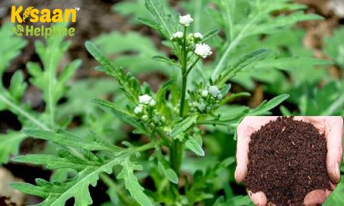 अब गाजरघास से बनेगी विशिष्ट कम्पोस्ट खाद, वैज्ञानिको ने किया इस खास तकनीक का आविष्कार